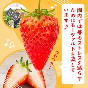 章姫（あきひめ）いちご 4P（250g×4）「末利華（まつりか）」|いちご