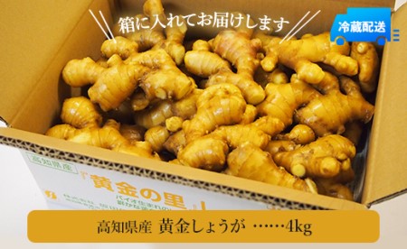 【生姜一筋70年】生姜老舗問屋 黄金しょうが4kg 高知県 香南市 坂田信夫商店 Xnb-0008