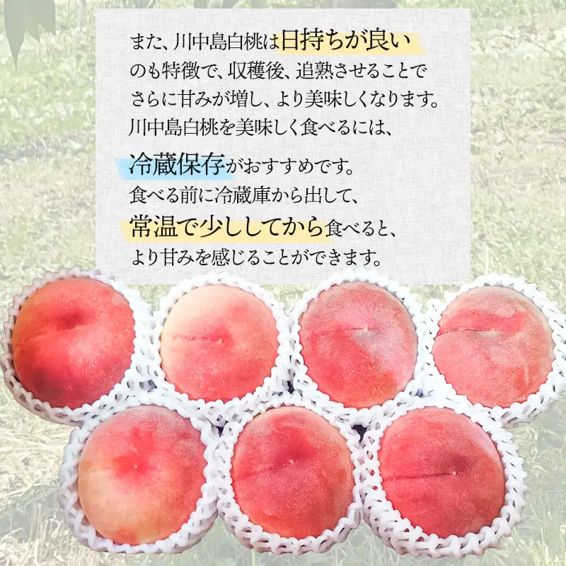【令和8年産 先行予約】川中島白桃 　2.5kg(6～10玉)　マルタ農園