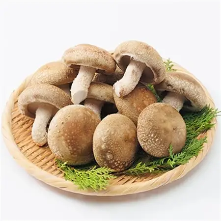 徳島県産菌床生椎茸　しいたけ侍　30枚入_野菜 松茸 きのこ まつたけ マツタケ_【配送不可地域：離島】【1302531】