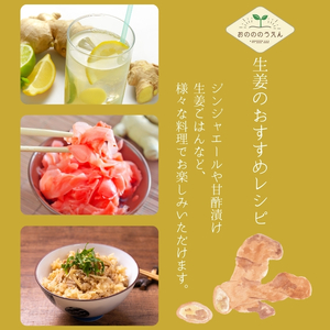 【2026年発送分予約】京都府産　新生姜 2kg 栽培期間中 農薬 化学肥料 除草剤不使用 生姜 しょうが 酢漬け 薬味 野菜 紅茶 ガリ チューハイ 健康 国産 おつまみ
