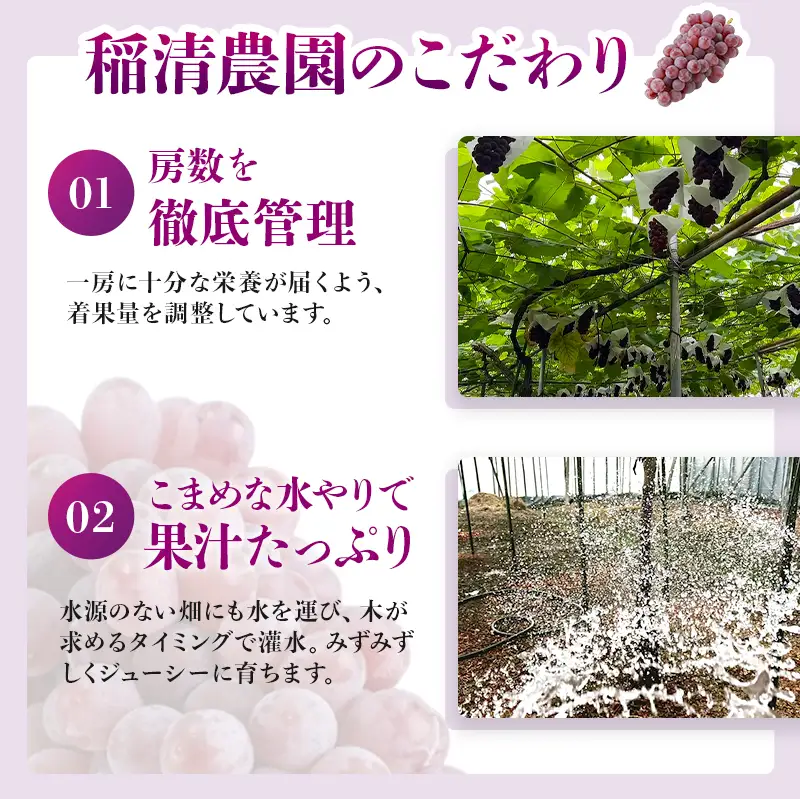 【2026年先行予約】数量限定 デラウェア1kg（5房前後）6月下旬～7月下旬発送｜特選 期間限定 ぶどう 葡萄 フルーツ 果物 くだもの 人気  贈答用 ギフト 先行予約 種なし 旬 新鮮 家庭用 プレゼント 送料無料  贅沢 甘い