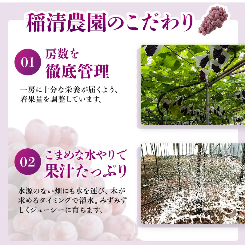 【2026年先行予約】数量限定 デラウェア2kg（10房前後）6月下旬～7月下旬発送｜特選 期間限定 ぶどう 葡萄 フルーツ 果物 くだもの 人気  贈答用 ギフト 先行予約 種なし 旬 新鮮 家庭用 プレゼント 送料無料  贅沢 甘い