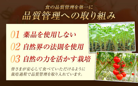 ミディアムトマト  2kg トマト[XAB002]