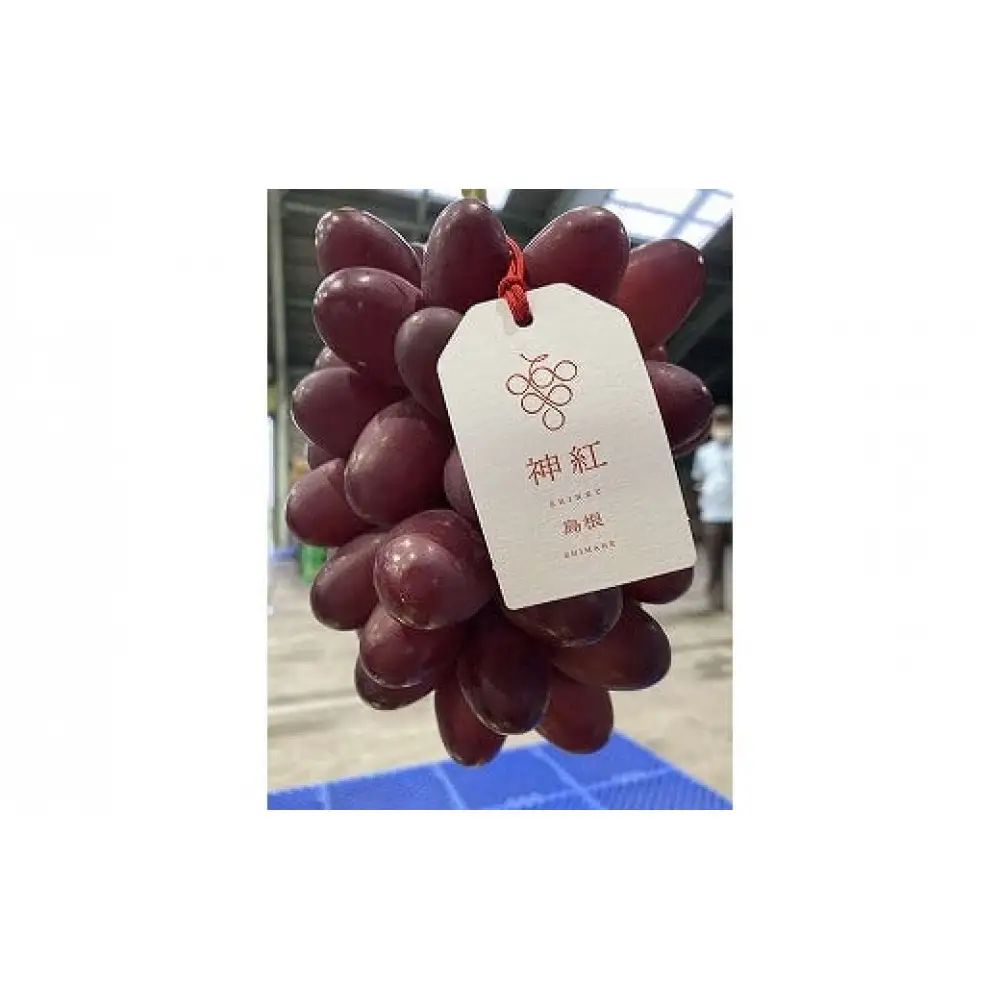 島根県オリジナル品種　神紅1房（500ｇ見当） 甘い 美味しい 新鮮  ぶどう フルーツ 果物 出雲市産