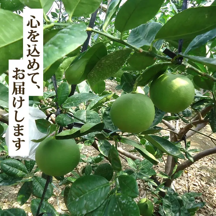 【令和8年9月中旬発送開始】水晶文旦 3kg 文旦 先行受付 ku-0055