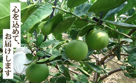 【9月中旬発送開始】水晶文旦 3kg 文旦 先行受付 ku-0056