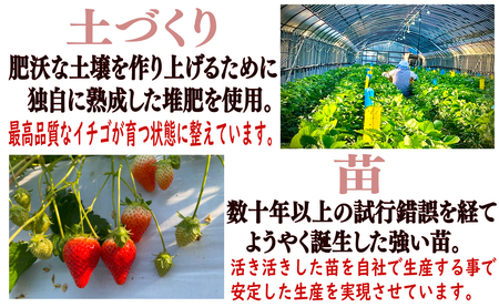 いちご とちおとめ 約1kg×8パック 計8kg いちご レシピ付 冷凍