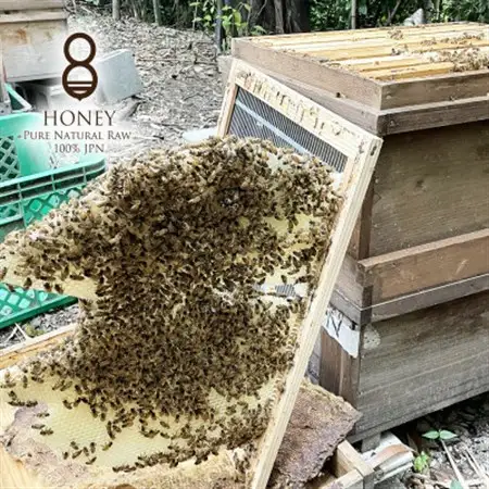 クロガネモチ(はちみつ)300g_調味料 はちみつ  ハチミツ 蜂蜜_【1419323】