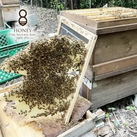 クロガネモチ(はちみつ)180g_調味料 はちみつ  ハチミツ 蜂蜜_【1419338】