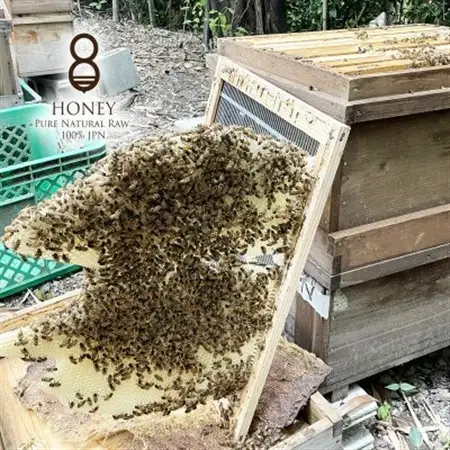 早春の初搾り(はちみつ)300g×2本_調味料 はちみつ  ハチミツ 蜂蜜_【1419493】