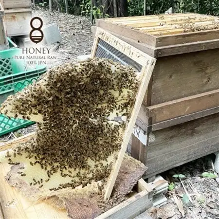 クロガネモチ(はちみつ)300g×2本_調味料 はちみつ  ハチミツ 蜂蜜_【1419506】