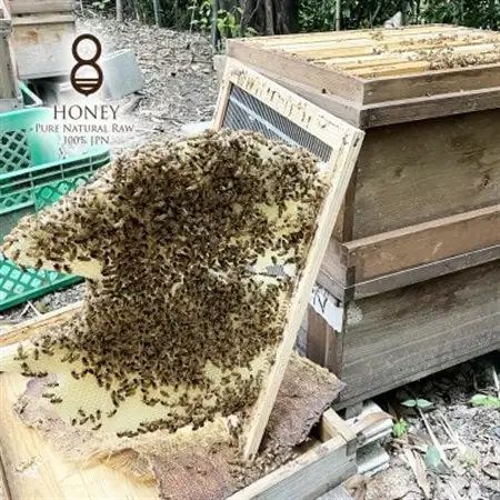 クロガネモチ(はちみつ)180g×2本_調味料 はちみつ  ハチミツ 蜂蜜_【1419554】