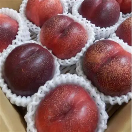 長野県中野市産スイートネクタリン　2kg(8～14玉)【配送不可地域：離島】【1295094】