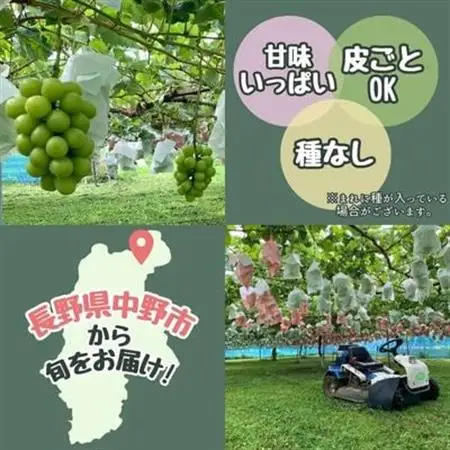 シャインマスカット　2房セット(約1.0kg)【配送不可地域：離島】【1492854】