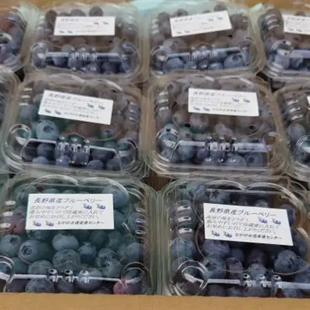 信州　中野市産ブルーベリー 100g×48パック入り【配送不可地域：離島】【1494244】