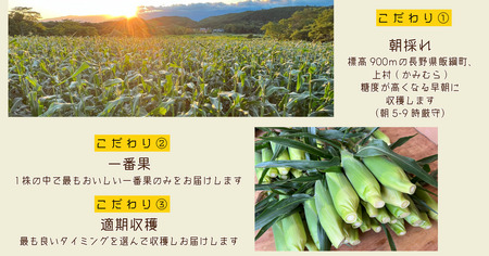 【 冷蔵 クール 】 朝採り トウモロコシ 熊さんのごちそうコーン 20本 ～ 22本 品種 ゴールドラッシュ 合同会社TAMAI WINE　配送先は本州限定 2026年7月下旬頃から2026年8月下旬頃までお申込み順に発送予定まで順次発送予定 令和8年度収穫分 信州 野菜 とうもろこし コーン 長野 予約 農家直送 長野県 飯綱町 [1787]