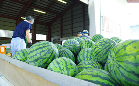 大玉すいか 新山寺すいか 4~5Lサイズ×1玉 令和8年産 山形県産 yd-suoxx4