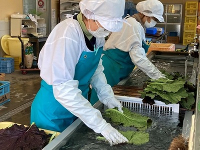 熊野特産　たかな漬 「めはり用」 含む 3種各2袋セット 【化粧箱入り】【astk0002A】