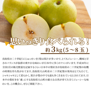 DS-24　二十世紀梨　3kg