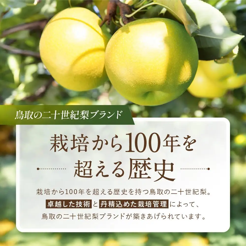 数量限定 鳥取県産梨 秋甘泉（あきかんせん） 5kg（8～12玉）|梨