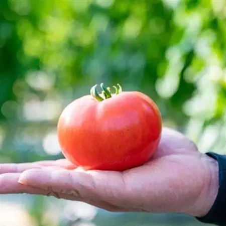 『陽の香り』トマト4kg箱満杯詰め　長野の自然が育てた恵　(個数おまかせ)【1342500】