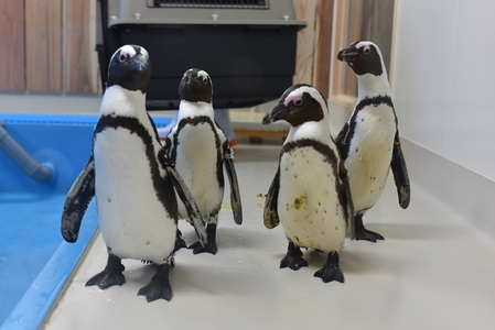 ＼たくさんの生物と触れ合える♪／　エビとカニの水族館 ３名様チケット【ebk002】　
