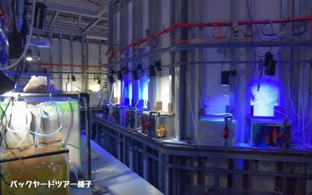 ＼バックヤードツアー付き／　エビとカニの水族館 ペアチケット　【ebk101】