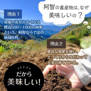 【先行予約】浪合スイートコーン | 野菜 とうもろこし トウモロコシ コーン 信州 長野