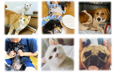 【返礼品なし】【犬猫等愛護活動 犬と猫と人にとって住みよい社会づくりを応援】宮崎県 高原町 特定非営利活動法人 咲桃虎(さくもんと)　 TF3034-P00056