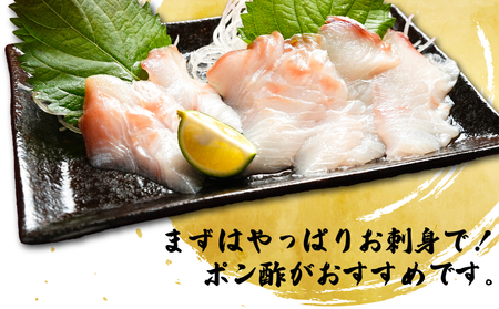 【 ひらめ 】 訳あり ひらめの昆布〆 1kg