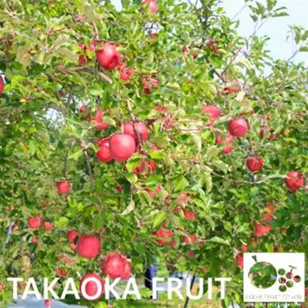 ~信州中野の旬をお届け~ サンふじ　贈答用　大玉5～6玉入り【高丘フルーツ】　【1296935】