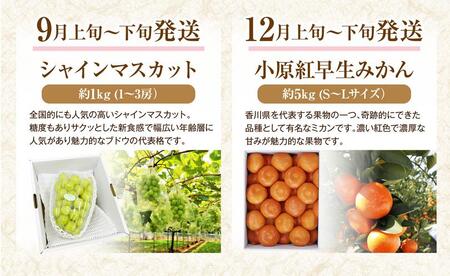 【定期便全6回】フルーツ定期便 (桃 ニューピオーネ シャインマスカット 小原紅早生みかん 不知火 せとか)【旬 人気 果物 くだもの もも ぶどう マスカット みかん でこぽん せとか 柑橘 香川県 さぬき市】