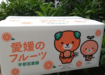 【2026年先行予約】 愛果28号 バラ詰め 5kg 紅まどんなと同一品種 みかん 【2026年12月以降順次発送予定】 愛媛 数量限定 愛媛県産 人気 柑橘 伊予市｜C57