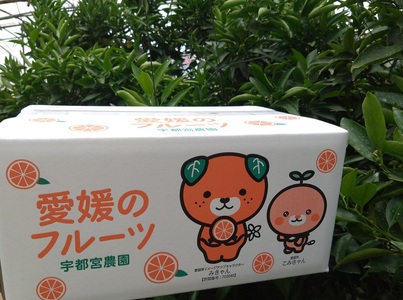 【2027年先行予約】せとか バラ詰め 約5kg【2027年2月上旬より順次出荷予定】 愛媛 数量限定 愛媛県産 人気 柑橘 伊予市｜C55