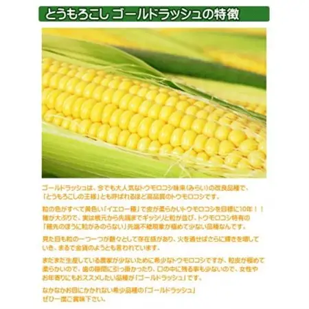 【7本】朝採れ!新鮮とうもろこし「ゴールドラッシュ」【配送不可地域：離島・北海道・沖縄県・信越、北陸・東海・近畿・中国・四国・九州】【1487254】