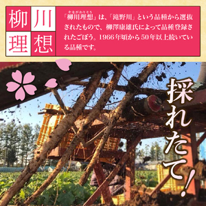 【先行受付】【2026年5月中旬より順次発送】北海道十勝芽室町 なまら十勝野 芽室町産 春掘りごぼう【柳川理想】M 5㎏ 野菜 根菜 ゴボウ きんぴら 炊き込みご飯 お取り寄せ 送料無料 北海道 十勝 芽室町me001-032c