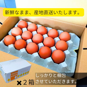 1521 こだわり 自慢のたまご 美食卵 60個 伊勢産 野呂養鶏場 ふるさと納税 玉子 国産 新鮮 濃厚 たまご 卵 生卵 とれたて 卵かけごはん TKG お取り寄せ グルメ 伊勢志摩 三重県 伊勢市