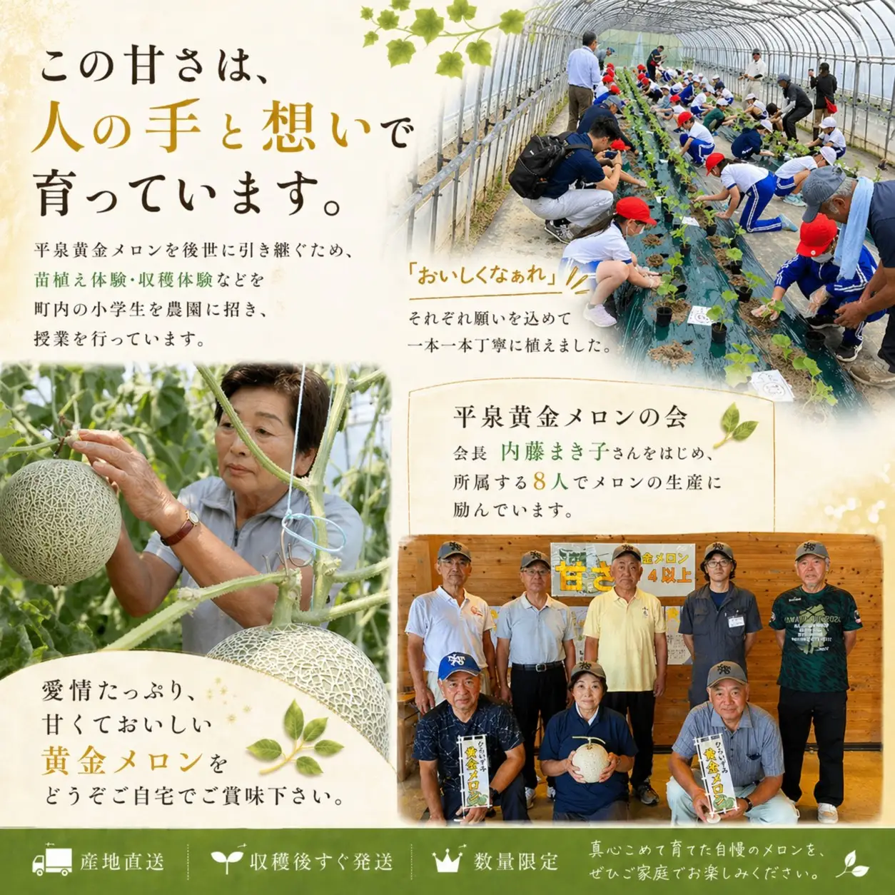 平泉黄金メロン 2玉 Lサイズ【2026年8月下旬以降より発送】【omk002-A】