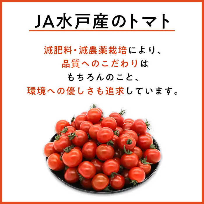 454 ミニトマト 1.5kg 甘い JA 水戸 茨城 2026年8月頃から順次発送予定