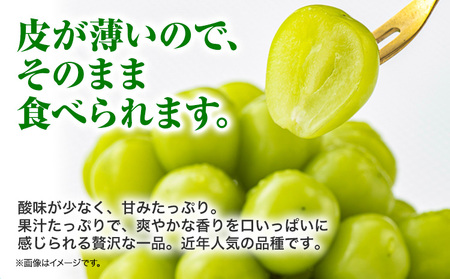【先行予約】シャインマスカット  約1kg(2房）フレッシュフーズ 《8月上旬-9月上旬頃出荷》熊本県産(荒尾市産) 柑橘 フルーツ フレッシュフーズ シャインマスカット 果物 美味しいシャインマスカット 旬のシャインマスカット ジューシーシャインマスカット フルーツシャインマスカット