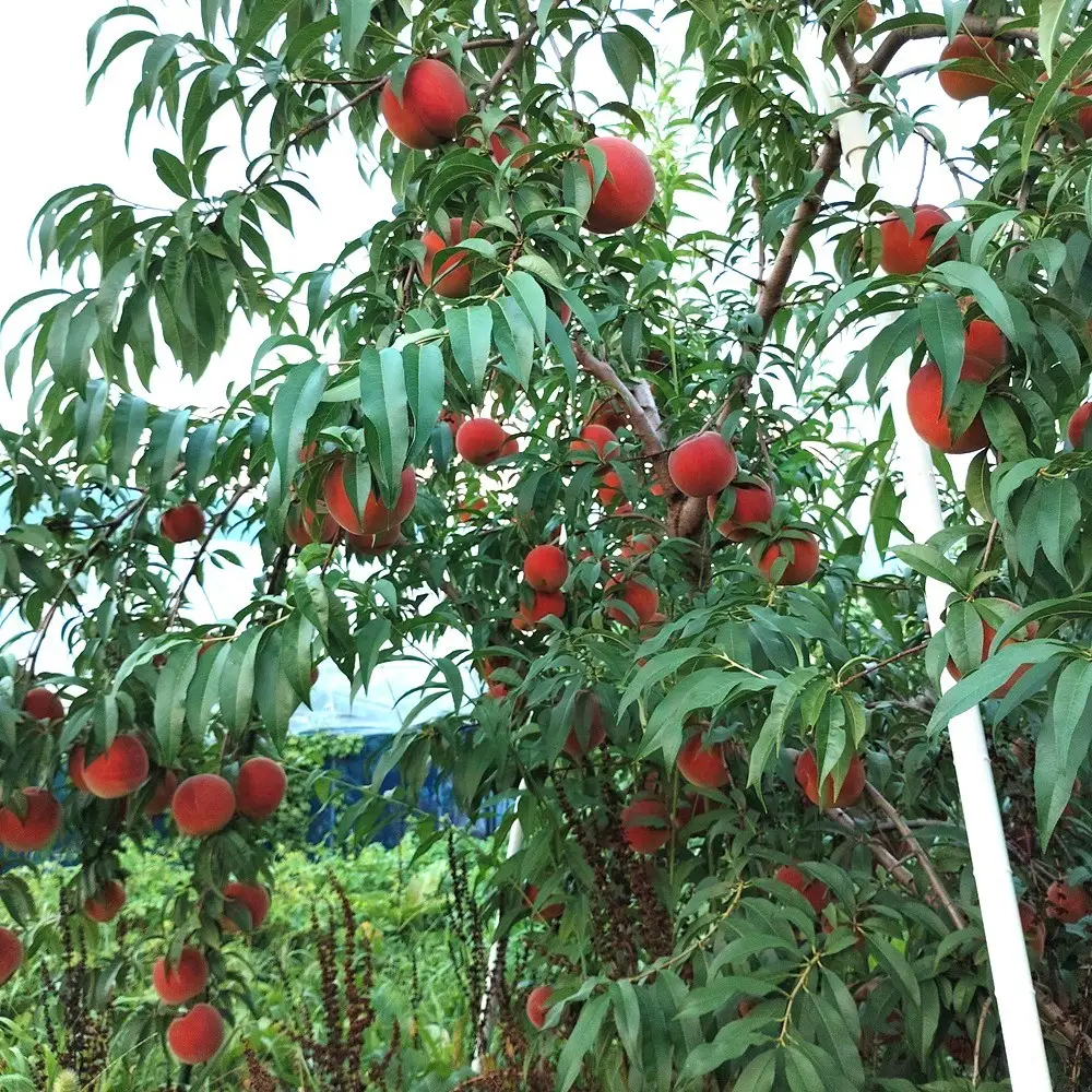 山形の旬の桃（品種おまかせ）３ｋｇ　0030-2610