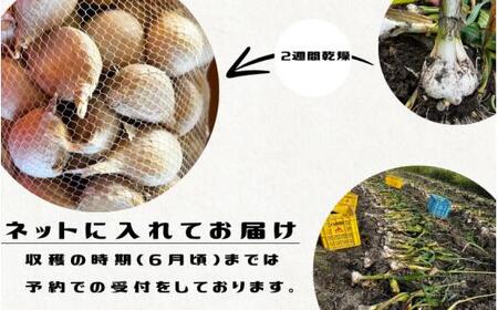 秘境の地からお届けする あゆみファームのご家庭用ジャンボにんにく １kg【2026年7月下旬から順次発送】/ にんにく ニンニク ジャンボにんにく 予約受付 ガーリック 和歌山【aym009】