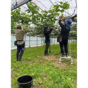 【2026年度_先行予約】【ご家庭用】シャインマスカット 約1kg〔2026年8月中旬より順次発送〕