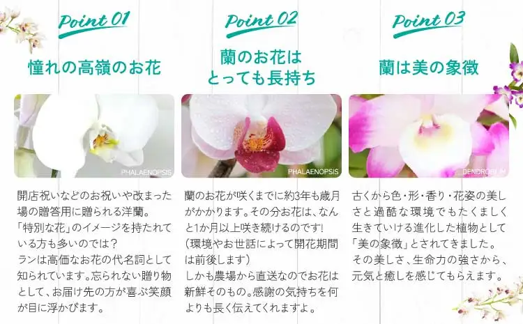 洋蘭 洋蘭ギフトS 鉢花 （高さ30～40cm） 【森水木のラン屋さん】