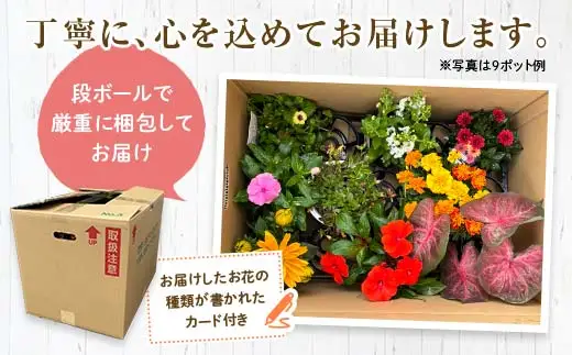 生産農場直送！季節の花苗セット (9ポット程度)  F6L-868