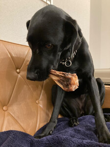 【完全無添加！】鹿肉ジャーキーと鹿の足の骨セット　【 ペットフード ジビエ 】
