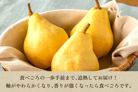 【2026年先行予約】新潟特産 幻の洋梨ル・レクチェ 4kg 《11月下旬から順次発送》 果物 フルーツ ギフト 加茂市産ル・レクチェ ルレクチェ 梨 西洋梨 加茂市 のざきファーム