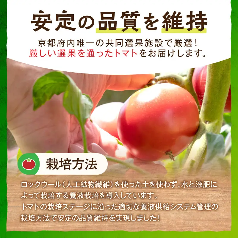 【トマト】京トマト 4kg（2026年5月中旬～発送）