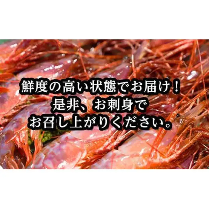 幻のぶどうえび（大・250g /4～6尾）｜羅臼産　えび